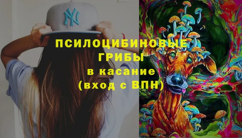 хочу   Родники  Галлюциногенные грибы Psilocybine cubensis 